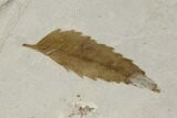 Fossil Leaf Plate (Salix and Mimosites) - Green River Formation, Utah #118006-1